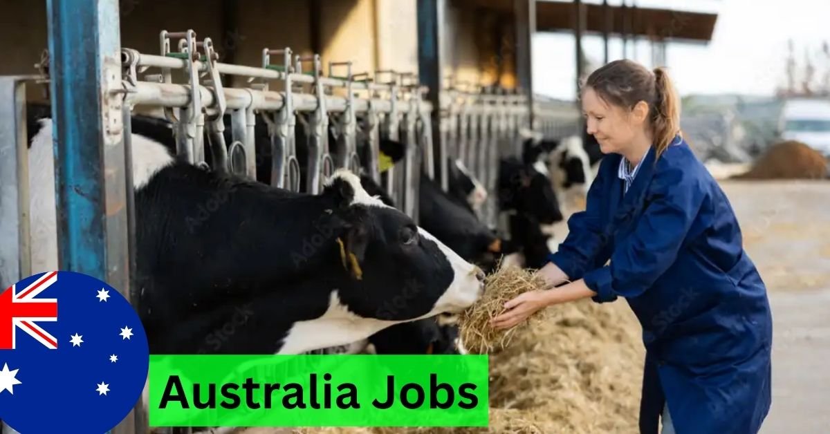 Dairy Farm Worker Jobs in Australia