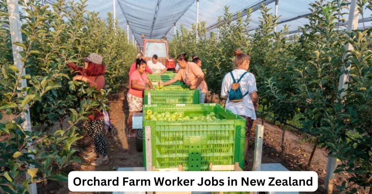 Orchard Farm Worker Jobs in New Zealand