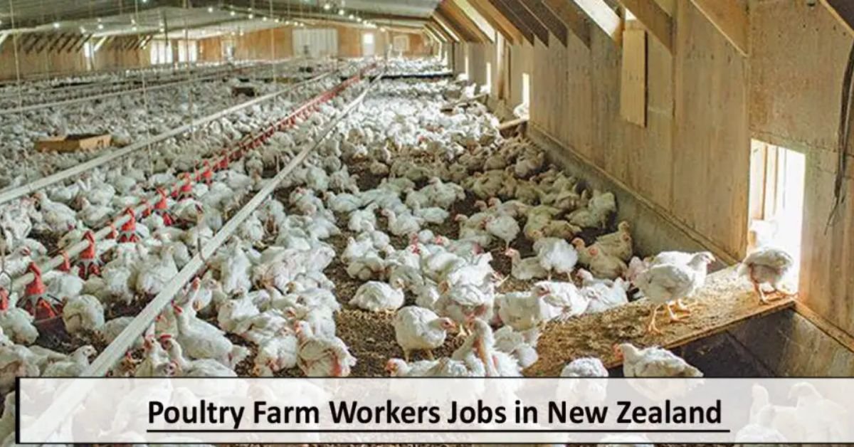 Poultry Farm Workers Jobs in New Zealand