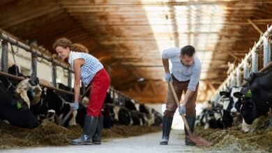 Dairy Farm Worker Jobs in Canada