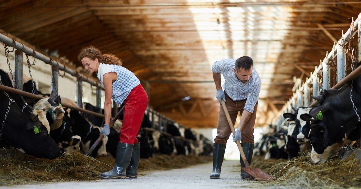 Dairy Farm Worker Jobs in Canada